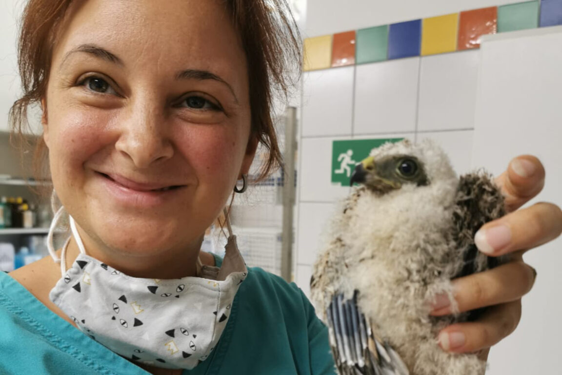 Hier Findest Du Aktuelle News Der Tierklinik Wels Im Berblick