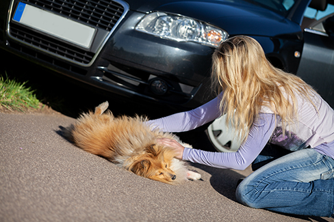 Frau hilft einem verletzten Hund, der vor einem Auto liegt